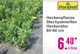 Heckenpflanze Stechpalme/Ilex meserveae 'Heckenstar' 50-60 cm 3 Liter Topf ab 20 Stück