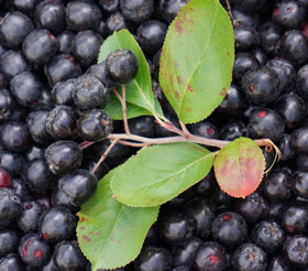 Dehner Apfelbeere, Aronia 'Aron'