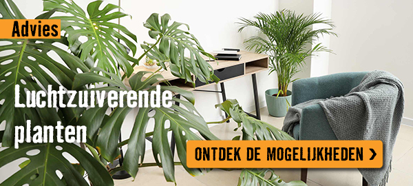 Luchtzuiverende planten | HORNBACH