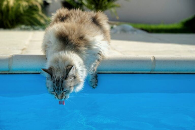 Uitdroging bij katten: drinkt mijn kat genoeg?