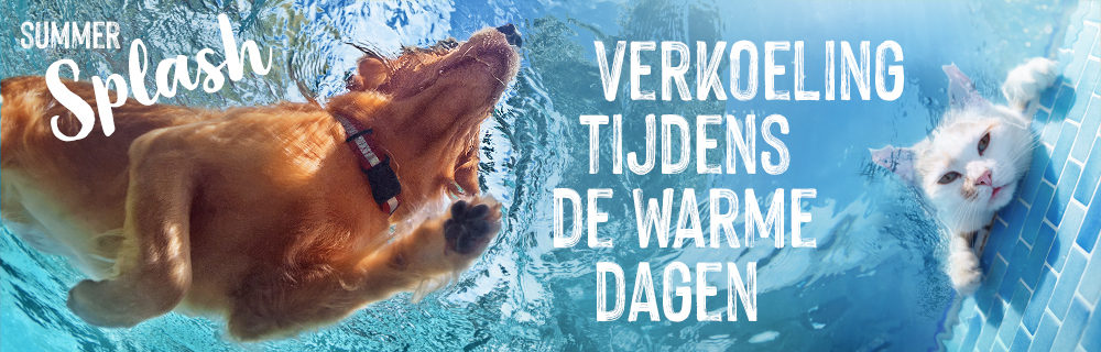 Summer Splash!