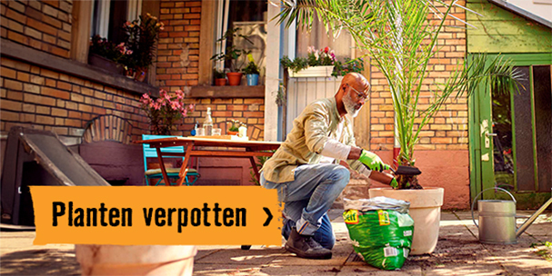 Planten verpotten | HORNBACH