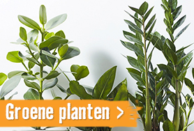 Groene planten | HORNBACH