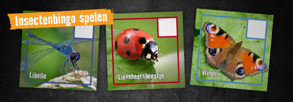 Insectenbingo . HORNBACH 