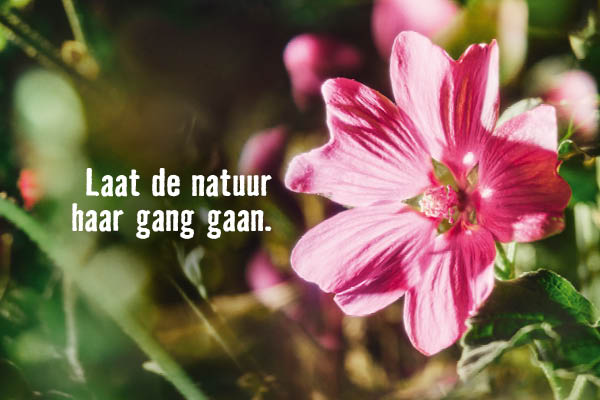 Laat de natuur haar gang gaan. | HORNBACH