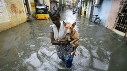 Eine Frau trägt einen Hund durch knietiefes Wasser. Chennai, Indien im November 2017 © P. Ravikumar/Reuters