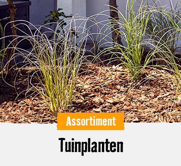Tuinplanten | HORNBACH