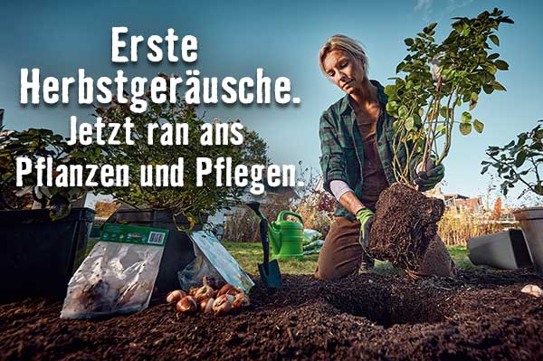 Alles für den Herbstgarten im HORNBACH Onlineshop