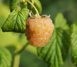 Himbeere 'Goldkind'