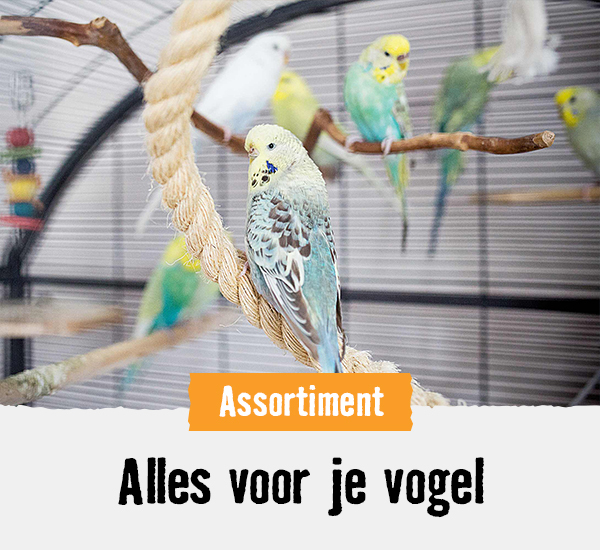 Vogels | HORNBACH