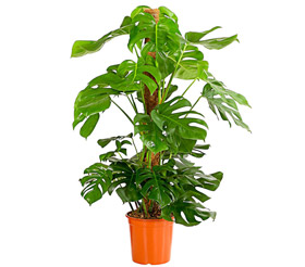 Fensterblatt - Monstera