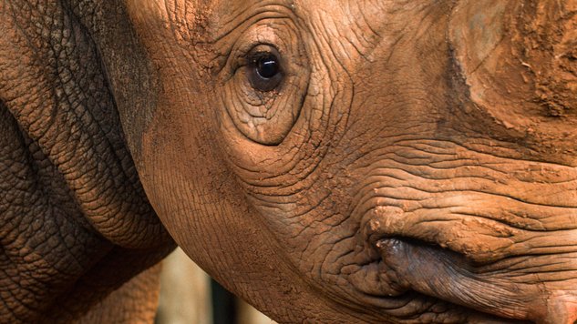  68 Stunden, 16.000 Kilometer: Artenschützer haben ein tonnenschweres Zoo-Nashorn per Luftfracht nach Tansania verfrachtet. Dieser Film zeigt dessen abenteuerliche Reise.