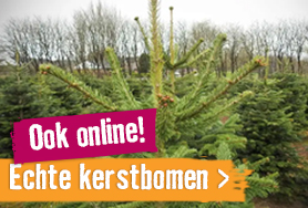 Echte kerstbomen | HORNBACH