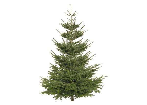 Christbaum Nordmanntanne Premium H 170-210 cm geschlagen aus nachhaltigem Anbau