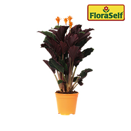 FLORASELF Eeuwige vlam Calathea crocata 'Tassmania' potmaat Ø 14 cm H 45-50 cm | HORNBACH