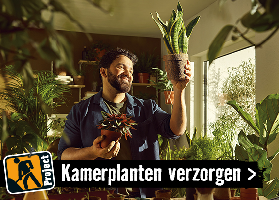 Kamerplanten kiezen en verzorgen | HORNBACH