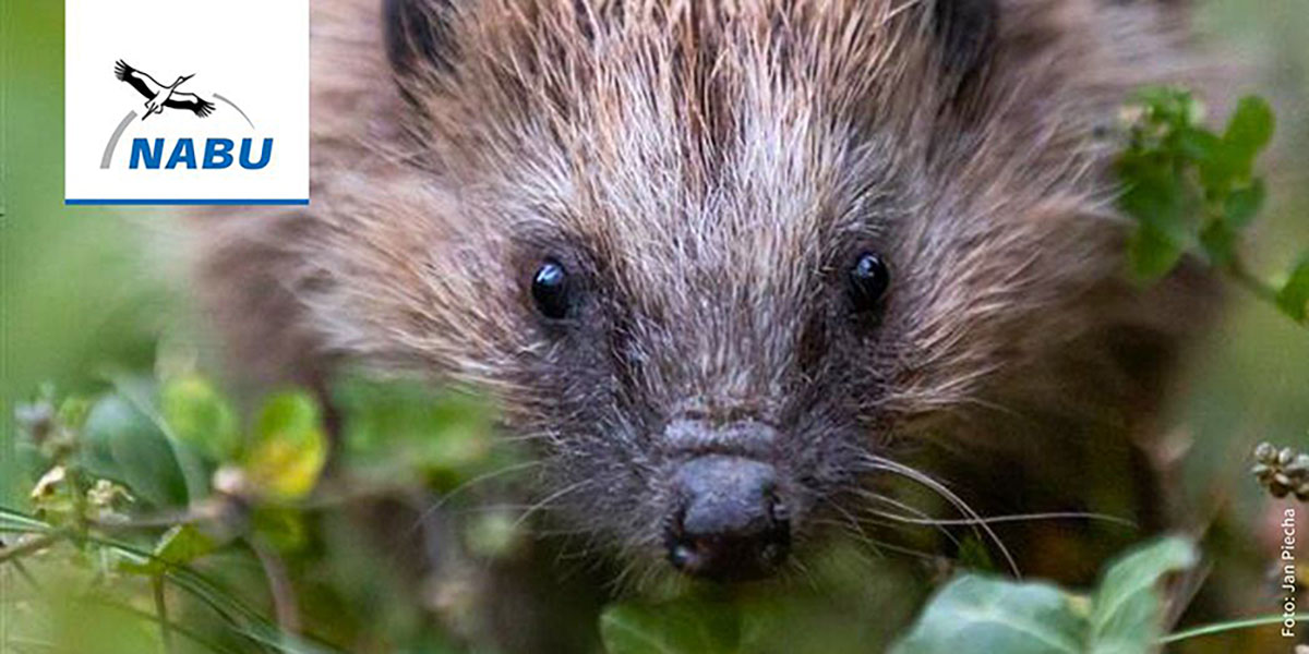Winternahe Gärten sind der beste Igelschutz - Foto: Jan Piecha