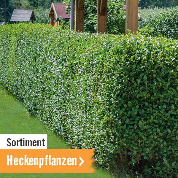 Heckenpflanzen im HORNBACH Onlineshop