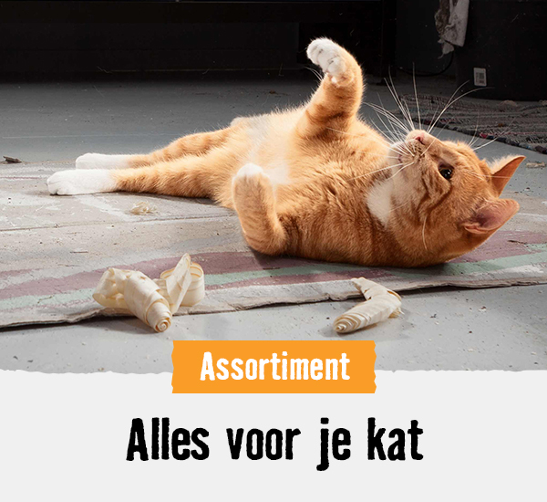 Alles voor je kat | HORNBACH