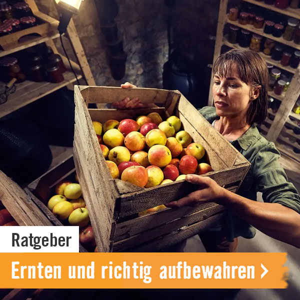 HORNBACH Ratgeber Ernten und richtig aufbewahren