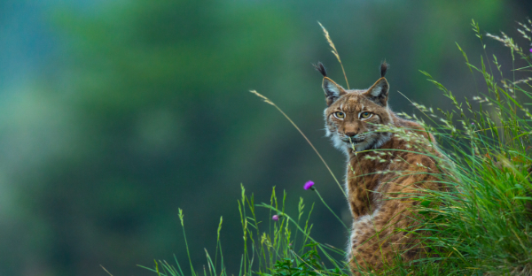 Ein Luchs sitzt auf einer Wiese im Wald. 