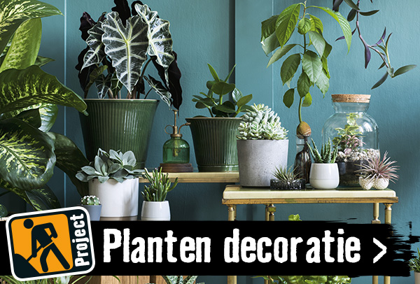 Planten decoratie | HORNBACH