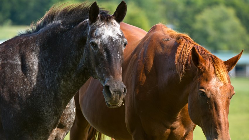  Angelegte Ohren, ein Wedeln mit dem Schweif – sogar am Tonfall kann man die Stimmung eines Pferdes ablesen. © Karen Bleier/Getty Images 