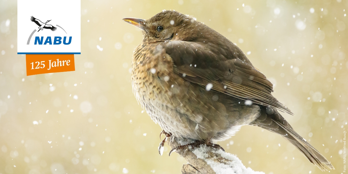 Amsel (Turdus merula) - Foto: NABU/Winfried Rusch