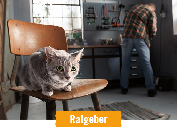 HORNBACH Ratgeber Katzen halten