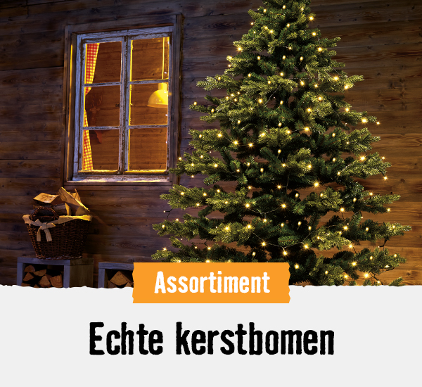 Echte kerstbomen | HORNBACH