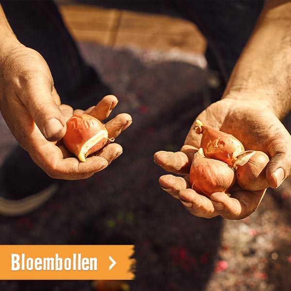 Bloembollen | HORNBACH