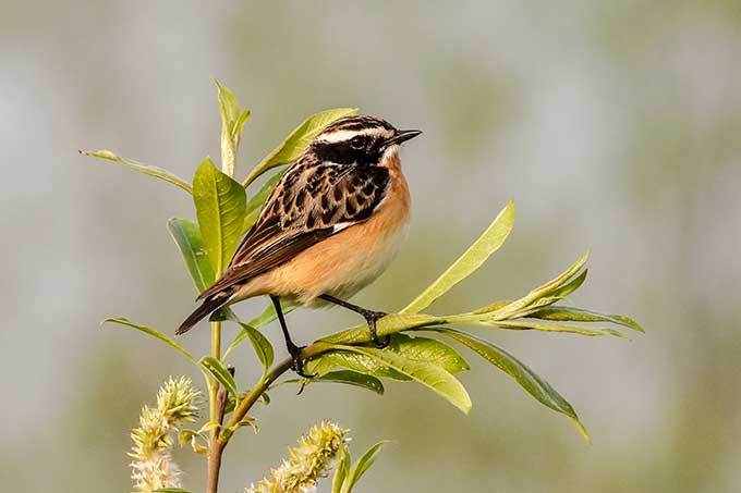 Braunkehlchen – Foto: NABU Rinteln/Kathy Büscher