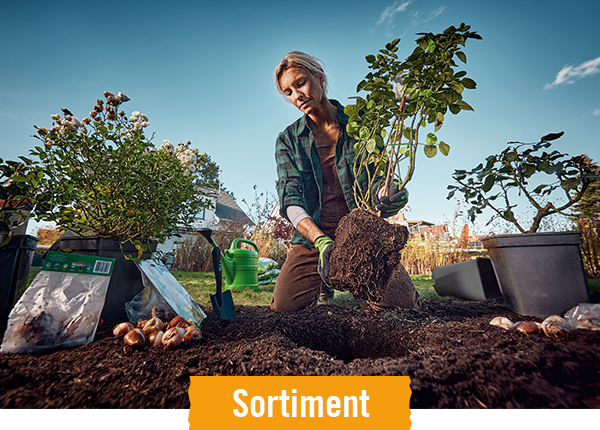 Heckenpflanzen im HORNBACH Onlineshop