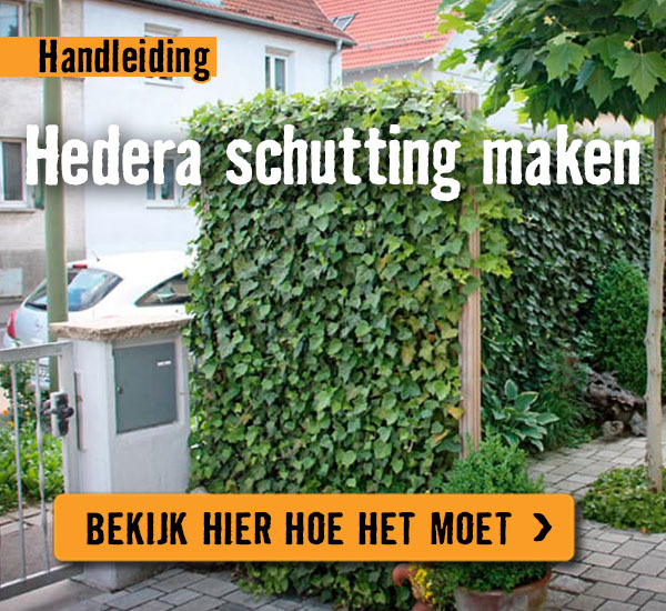 Hedera schutting maken | HORNBACH