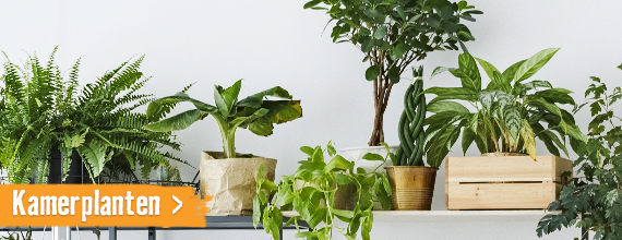Kamerplanten | HORNBACH