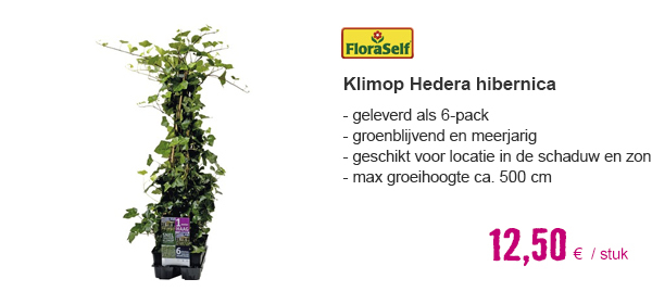 FLORASELF Klimop Hedera hibernica 6st | HORNBACH