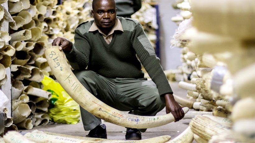  2016 wurden nahezu 40 Tonnen illegal gehandeltes Elfenbein beschlagnahmt. © Carl de Souza / AFP/Getty Images 