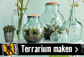 Plantenterrarium maken | HORNBACH