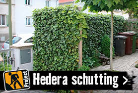 Hedera schutting maken | HORNBACH