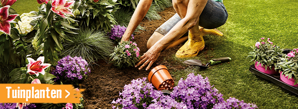 Tuinplanten | HORNBACH