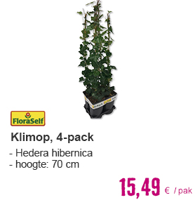 FLORASELF Klimop Hedera hibernica potmaat Ø 17 cm H 70 cm 4 stuks | HORNBACH