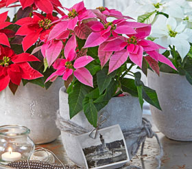 Weihnachtsstern 'Princettia®'