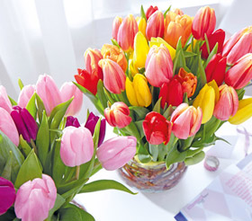 Tulpe