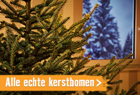 Alle echte kerstbomen | HORNBACH