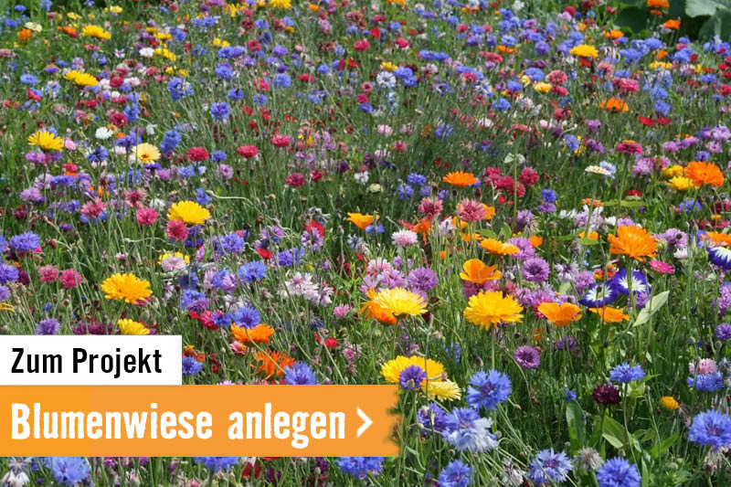 Zum Projekt: Blumenwiese anlegen