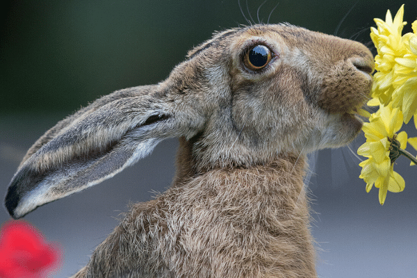 Idee zu Ostern - mit dem Feldhasen