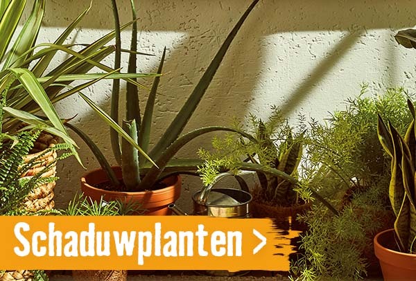 Schaduwplanten | HORNBACH