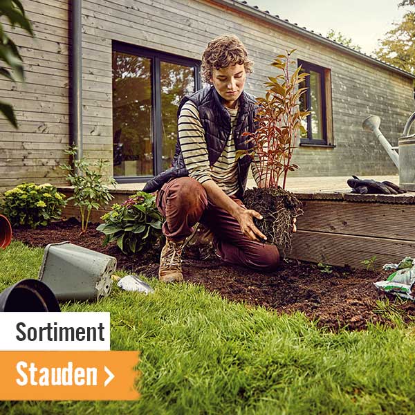 Stauden im HORNBACH Onlineshop