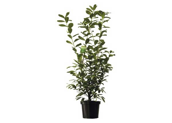 Heckenpflanze Kirschlorbeer Prunus laurocerasus 'Novita' H 150-180 cm im 12 Liter Topf ab 4 Stück auf Palette