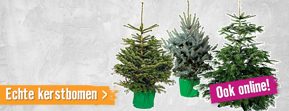 Koop nu jouw echte kerstboom! | HORNBACH